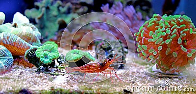 Peppermint Monaco Shrimp - lysmata seticaudata Stock Photo