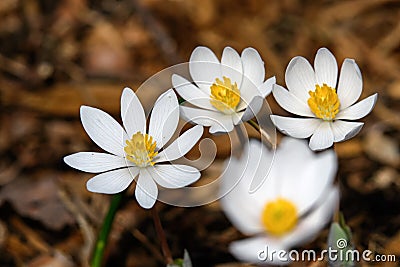 Blood Root blooming in the early morning sun. Stock Photo