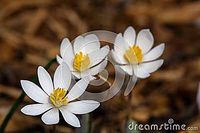Blood Root blooming in the early morning sun. Stock Photo