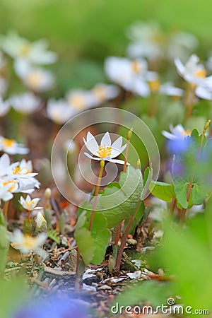 Blood root flowers Stock Photo