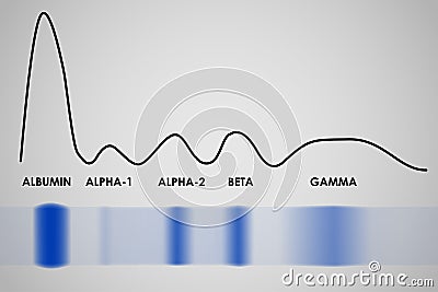 Blood serum protein electrophoresis Vector Illustration