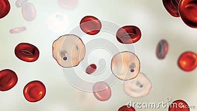 Plasmodium vivax inside red blood cell in the stage of ring-form trophozoite Cartoon Illustration