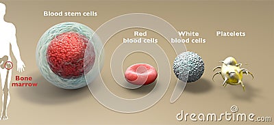 Blood stem cell is an immature cell that can develop into all types of blood cells: white blood cells, red blood cells, platelets Stock Photo