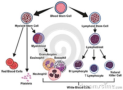 Blood stem cell types infographic diagram Vector Illustration