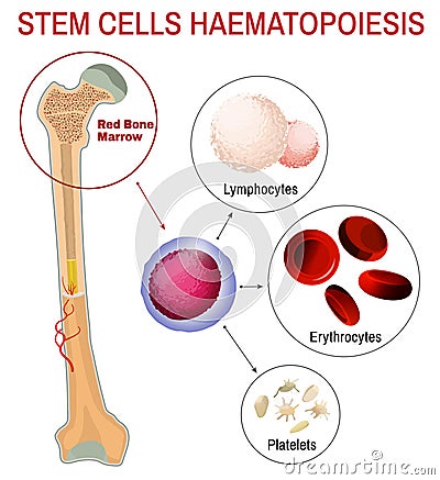 Blood stem cells haematopoiesis Vector Illustration