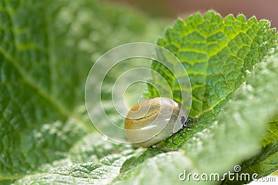 A thick tick - soaked with blood Stock Photo