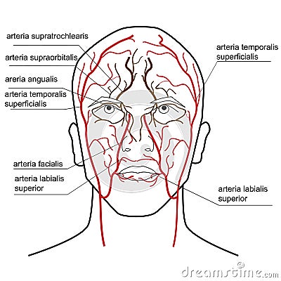 Blood supply of the head. Vector Illustration