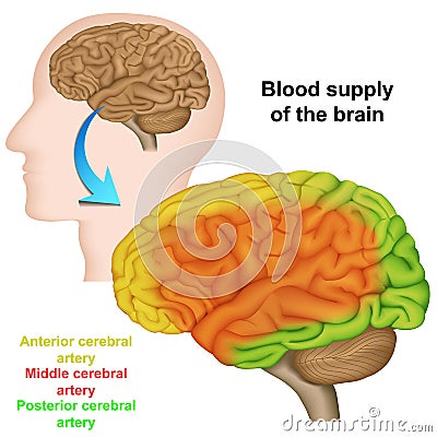 Blood supply of the human brain ,medical vector illustration Vector Illustration