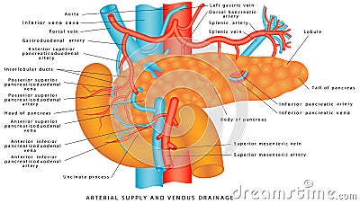 Blood supply of the pancreas Vector Illustration