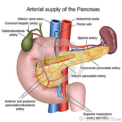 Blood supply of the pancreas 3d medical illustration on white background Cartoon Illustration