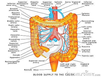 Blood supply to colon Vector Illustration