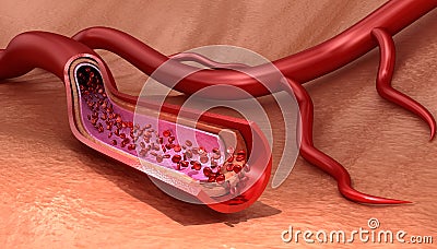 Blood vessel sliced macro with erythrocytes Cartoon Illustration