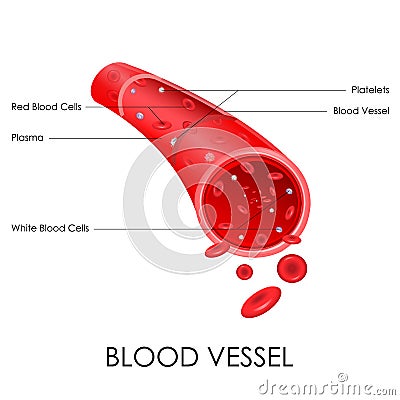 Blood Vessel Vector Illustration