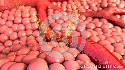 Blood vessel Stock Photo