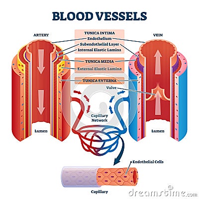 Blood vessels with artery and vein internal structure vector illustration Vector Illustration