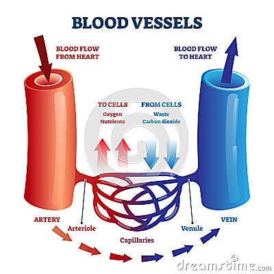 Blood vessels scheme with heart and cells flow direction vector illustration Vector Illustration