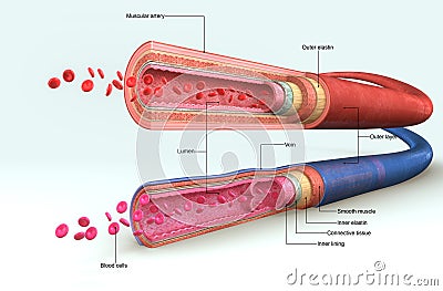 Blood vessels Stock Photo