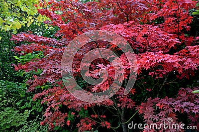 Bloodgood backdrop of a Japanese garden. It is a taller shrub of air habit. thicken the crown to create a relatively compact habit Stock Photo