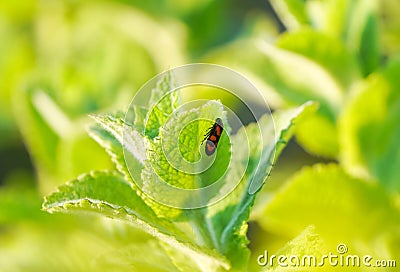 Bloodhopper on a green leaf. Insect in natural environment. Cercopidae Stock Photo