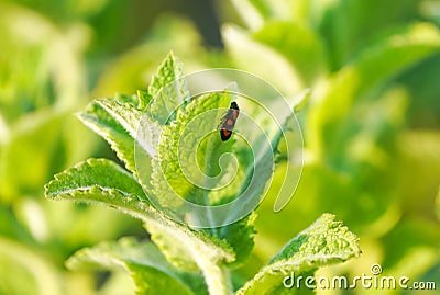 Bloodhopper on a green leaf. Insect in natural environment. Cercopidae Stock Photo