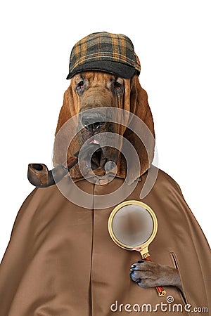 Bloodhound dog with magnifying glass and pipe Stock Photo