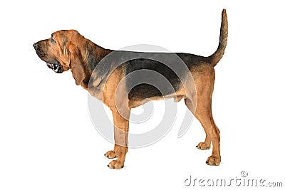 Bloodhound dog over white background Stock Photo