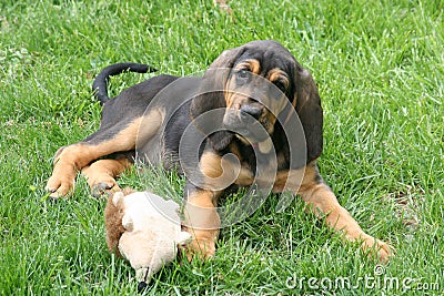 Bloodhound puppy 2 Stock Photo