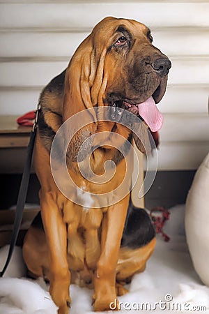 Bloodhound Puppy Stock Photo