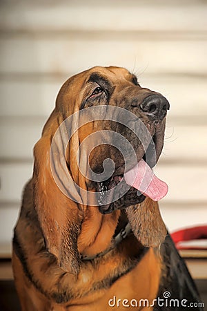 Bloodhound Puppy Stock Photo