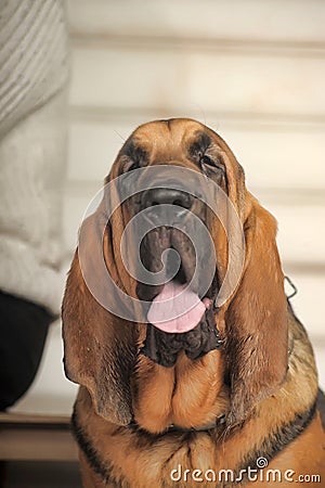 Bloodhound Puppy Stock Photo