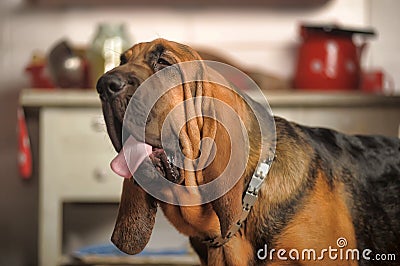 Bloodhound Puppy Stock Photo