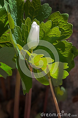 Bloodroot Bloom Closed Flower Stock Photo