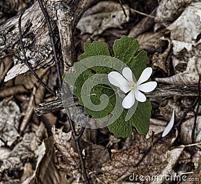 Bloodroot Blossom Stock Photo