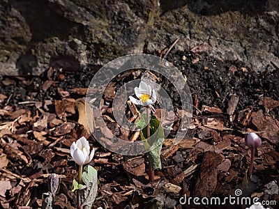 The Bloodroot, Canada puccoon, redroot, red puccoon or black paste (Sanguinaria canadensis) blooming with white flower Stock Photo