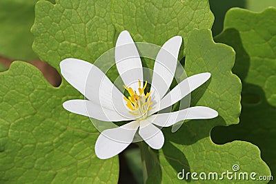 Bloodroot (Sanguinaria canadensis) Stock Photo