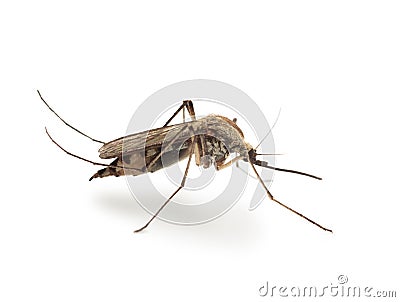 Bloodsucker mosquito (Culex pipiens) Stock Photo