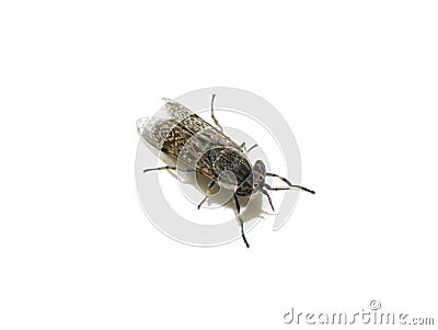 Haematopota horse fly cleg isolated Stock Photo