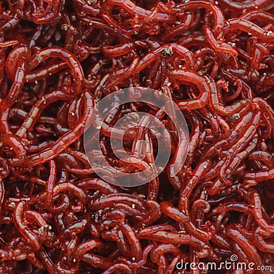 download live bloodworms download live bloodworms