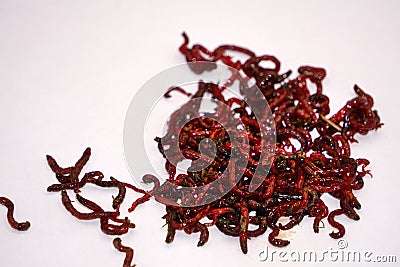 Bloodworms midge larvae is common life food for aquarium fish and live-bait for fishing Stock Photo