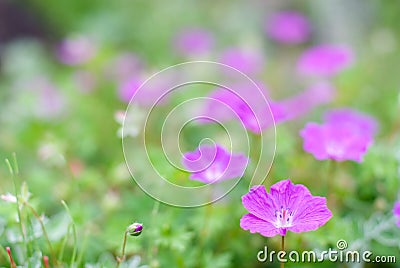 Bloody cranesbill flower Stock Photo