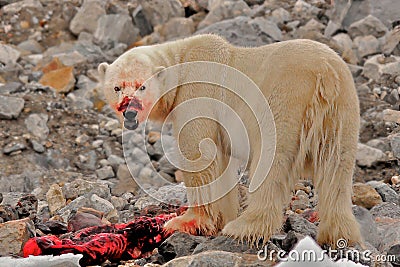 Bloody-faced polar bear with Kill, Spitsbergen, Svalbard, Norway Stock Photo