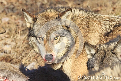 Bloody mane of wolf Stock Photo