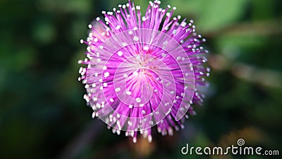 bloom close-up flower or blue flower background Stock Photo