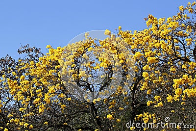 Bloom detail yellow ipe Stock Photo