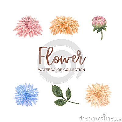 Bloom flower watercolor design multi color chrysanthemum on white background for decorative use Stock Photo
