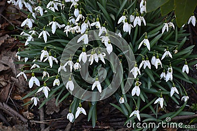 Bloom Flowers in Spring in the Town Visselhoevede, Lower Saxony Stock Photo