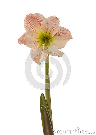 Bloom hippeastrum (amaryllis) 