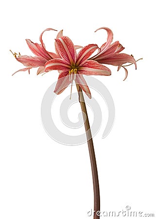 Bloom hippeastrum amaryllis Stock Photo