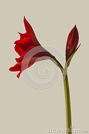 Bloom Hippeastrum (amaryllis) 
