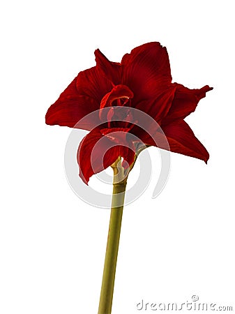 Bloom Hippeastrum (amaryllis) 